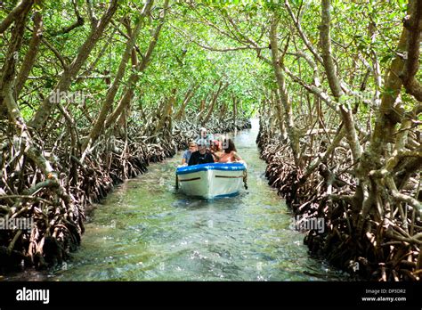 mangrove tunnels roatan.